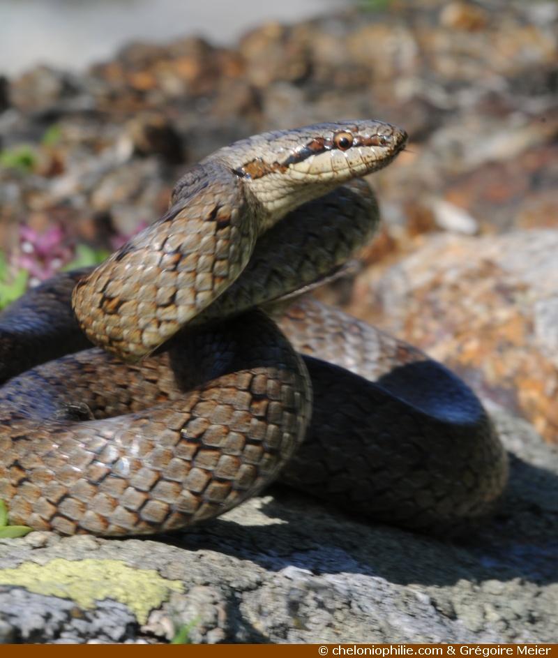 Coronella austriaca, Coronelle lisse