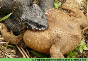Couleuvre mange un crapaud