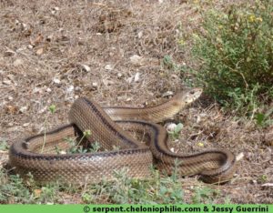 Rhinechis scalaris La couleuvre à échelons