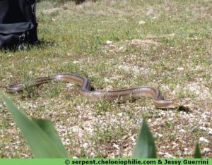 Couleuvre à échelons Rhinechis scalaris