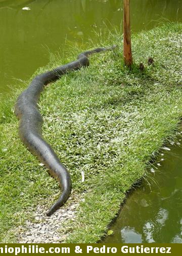 serpent anaconda