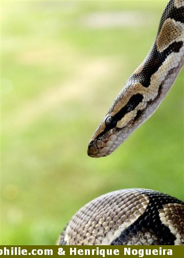 python royal