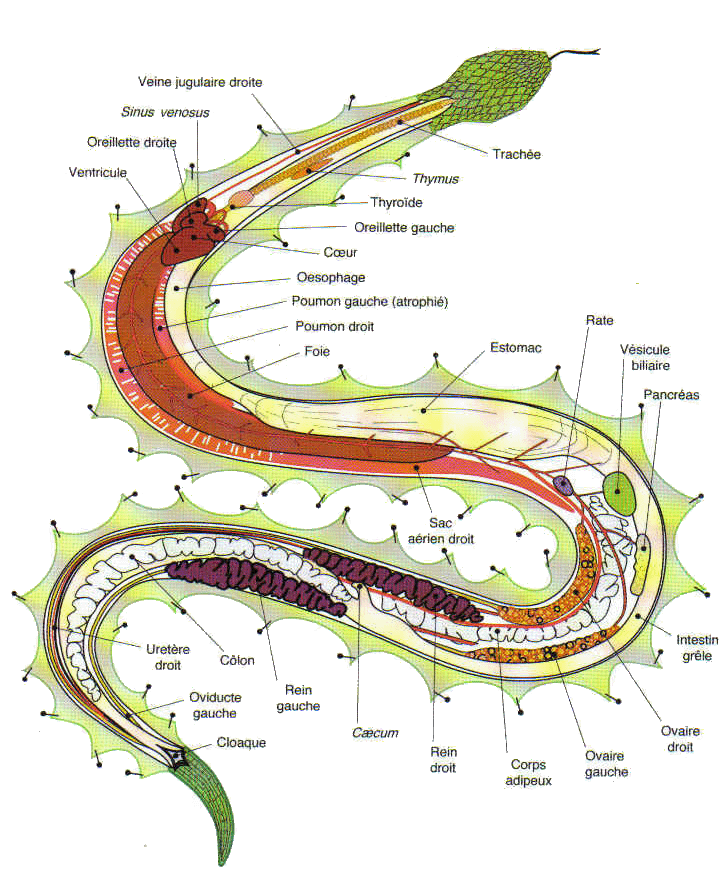 Anatomie serpent