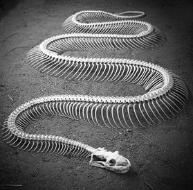 Squelette serpent